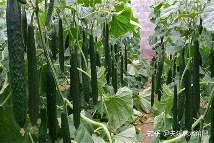 黄瓜用什么肥料产量高