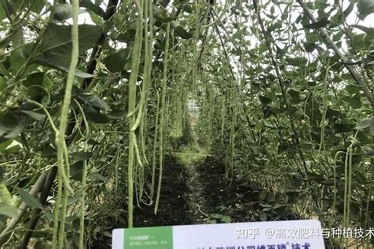 豆角什么时期打硼肥效果好？