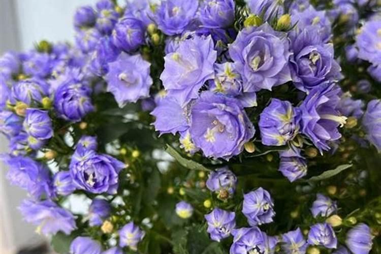 重瓣风铃花养护方法