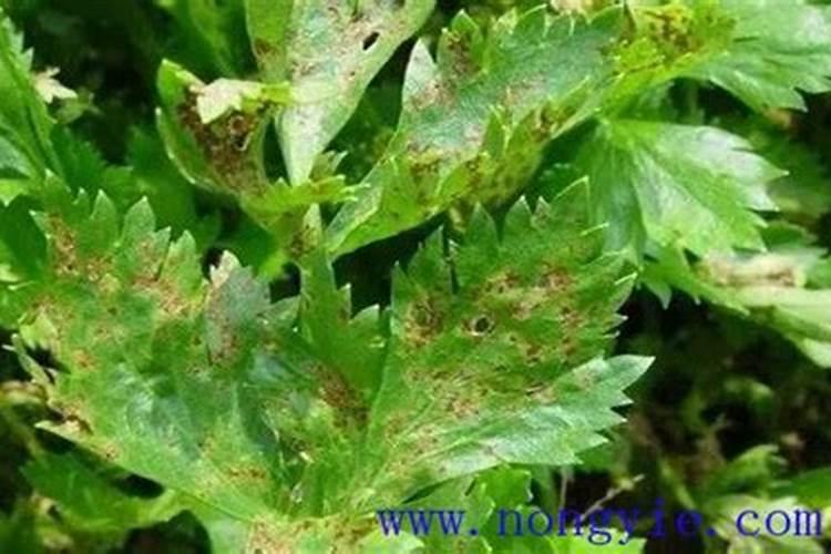 芹菜叶黄是什么病？如何防治？