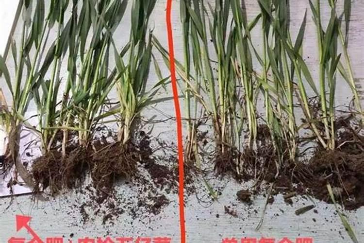 小麦施用硅肥增产效果如何？