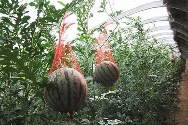 大棚西瓜一栽多收长季节栽培用那款微生物菌剂海藻鱼蛋白能壮根抗病