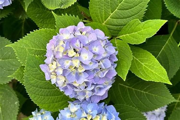 绣球花喜欢喜欢磷肥吗怎么养？