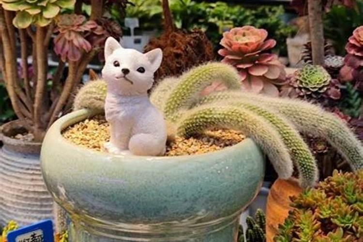 九尾狐多肉用什么水溶肥最好？