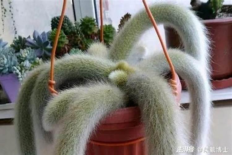 九尾狐仙喜欢什么花