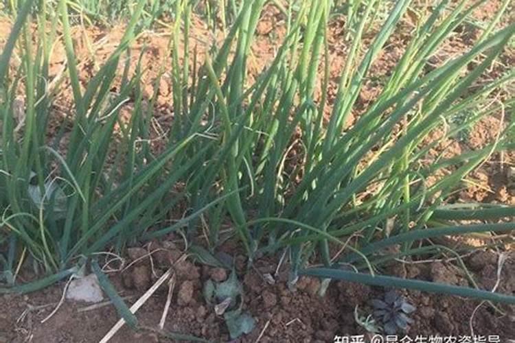 大葱打含腐枯植酸水溶肥料是叶面肥会绿吗