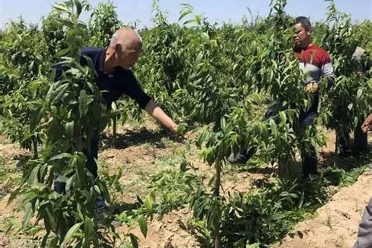 桃子在菜摘前啥时下冲施肥