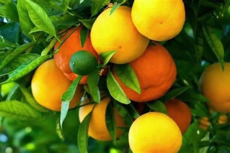 果树施肥时间和方法