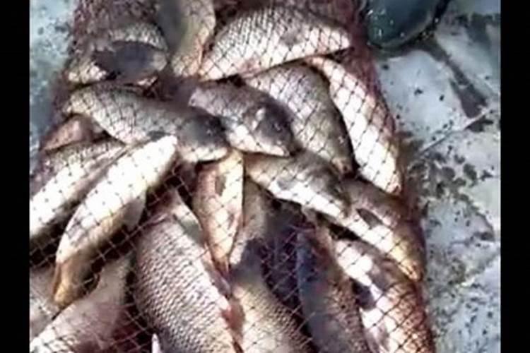 黑坑臭底水肥滑鱼用什么小药