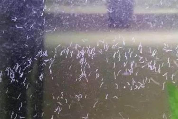 鱼缸蛋白虫怎么清除 鱼缸蛋白虫清除方法