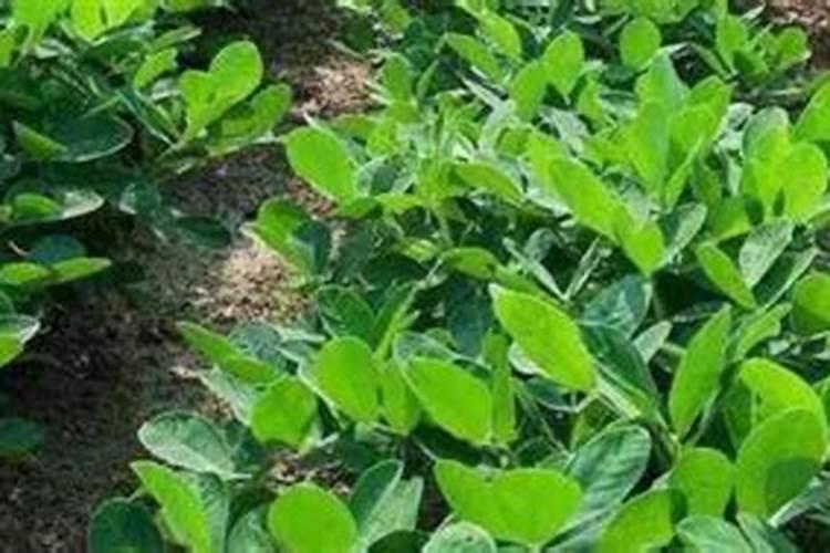 花生第一遍药干旱天可以打吗