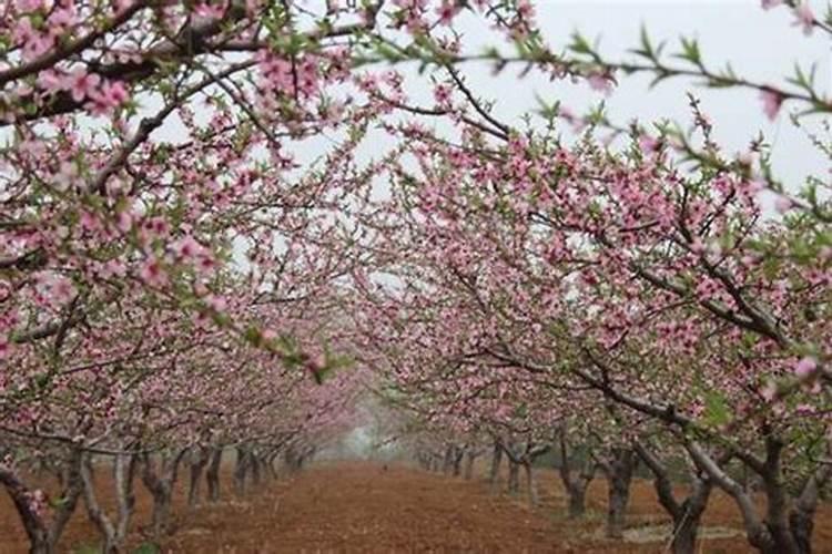 杏树采摘后怎样施肥？