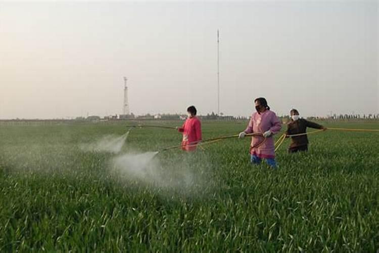 根外施肥有什么好处