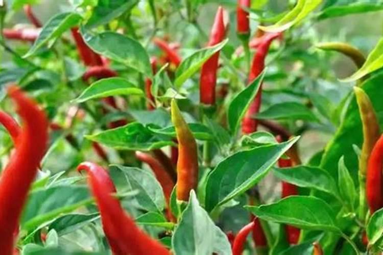 辣椒什么时候补钙最好