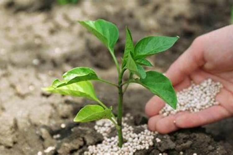 辣椒怎么追肥
