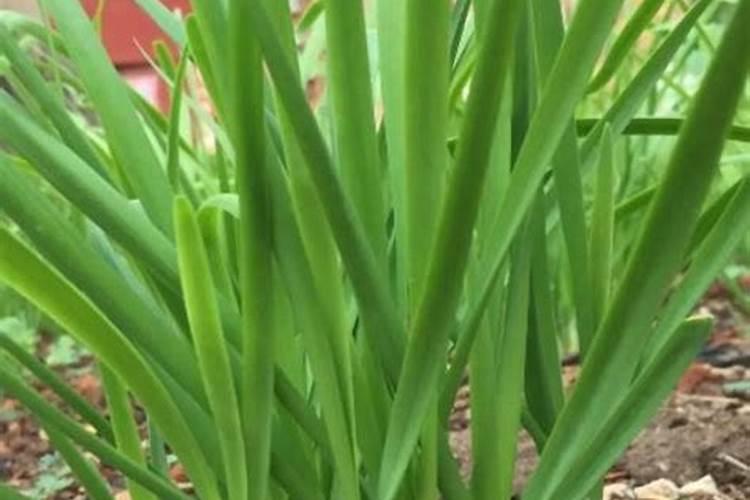 韭菜冲施肥用什么肥料好一点？