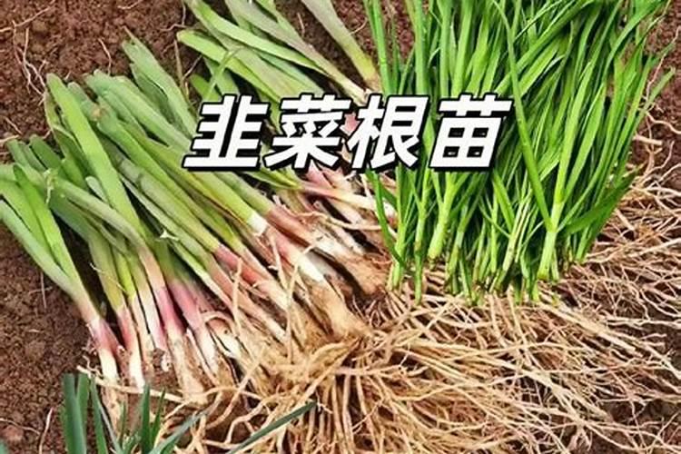 韭菜种植后怎样管理才能长得更好