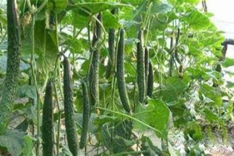 黄瓜冲施肥用什么肥料最好？