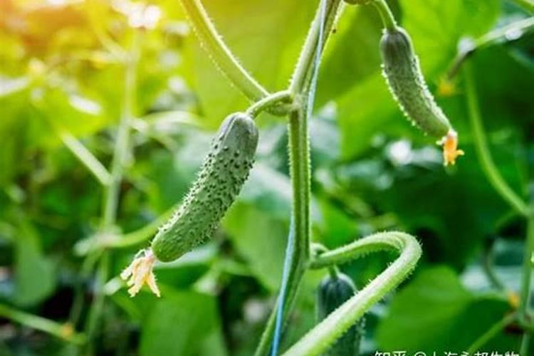 黄瓜用什么肥料做底肥好？黄瓜用什么肥料好？冲施什么肥料好？