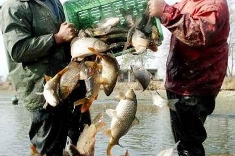 水库施肥养鱼过程