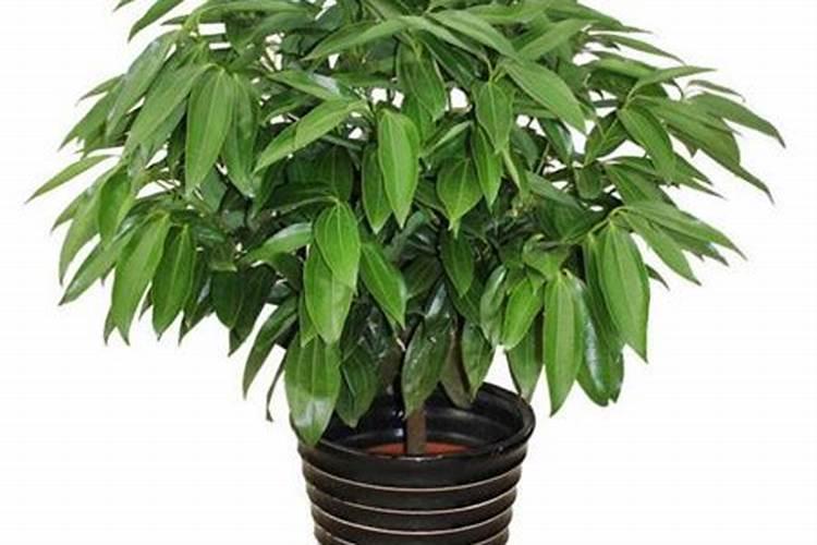 平安树施钾肥好不好呀怎么浇水？