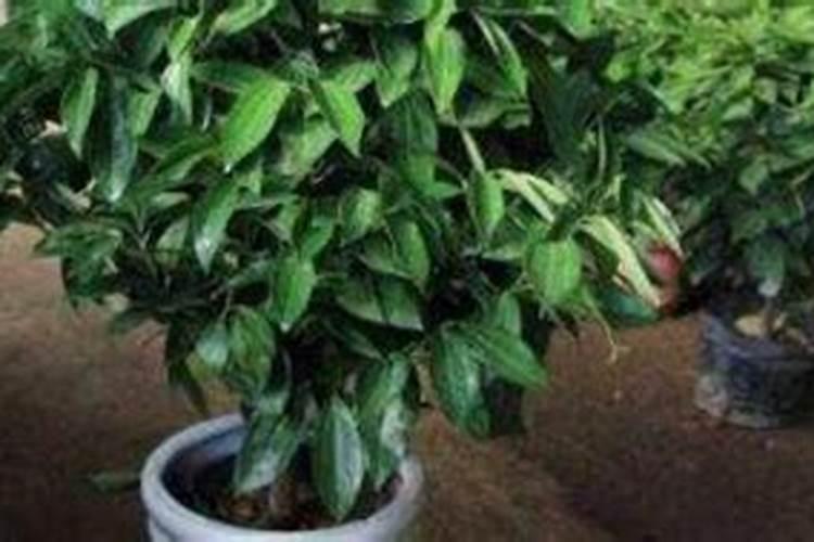 平安树冬天怎么浇水 冬季浇水的正确方法