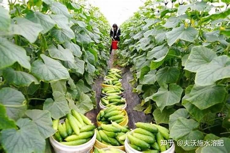 角瓜什么时候打叶面肥最佳？