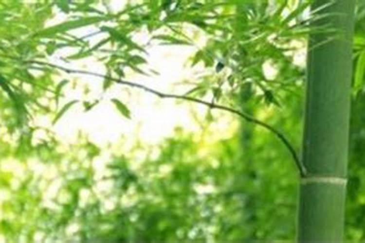 竹子上什么肥料好