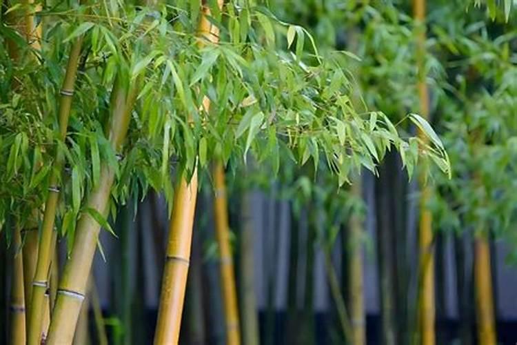 竹子用什么肥料