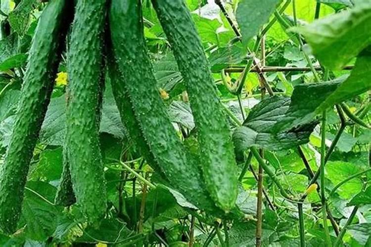 种黄瓜用什么钾肥比较好？