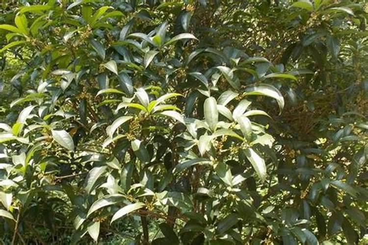 桂花树为什么不能施大粪吗