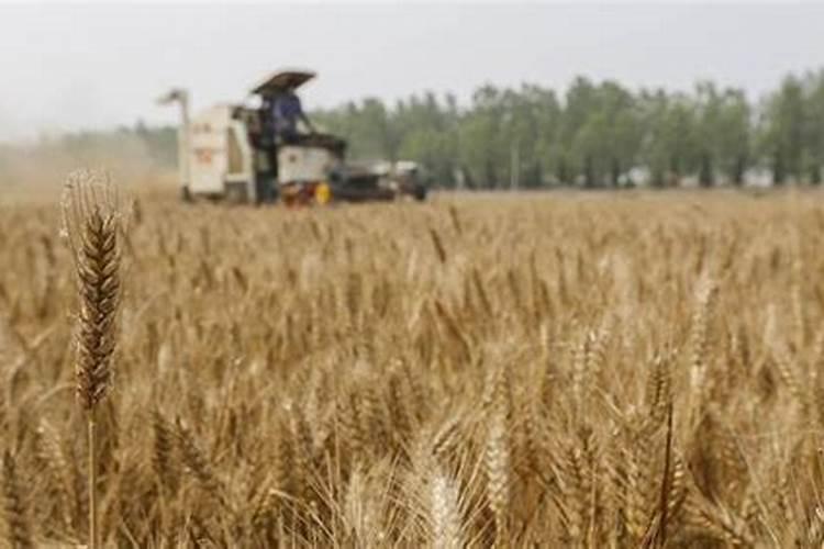 北方的小麦,玉米地里只下大粪,能代替肥料吗？