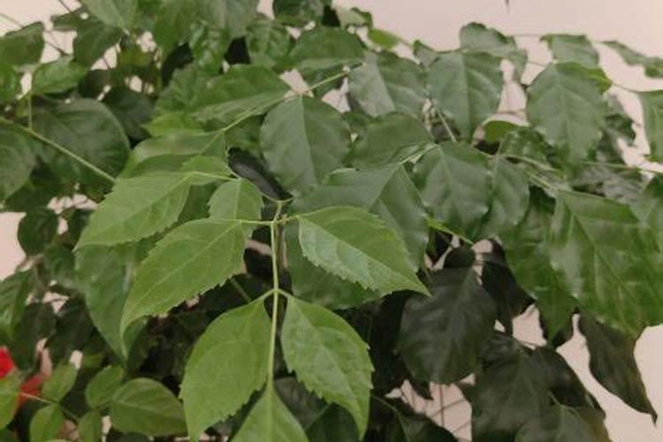 幸福树应该施什么肥料？