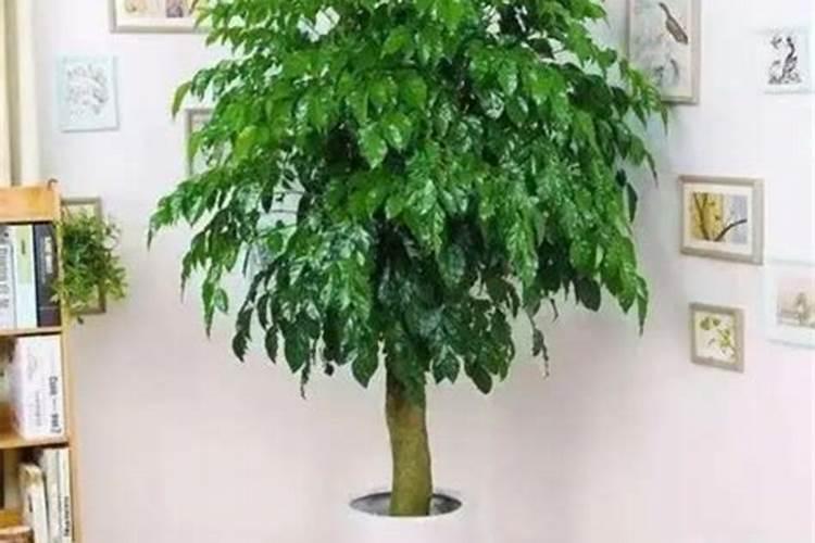 幸福树施什么肥好