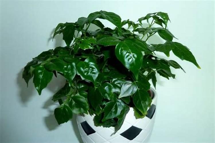 幸福树施什么肥