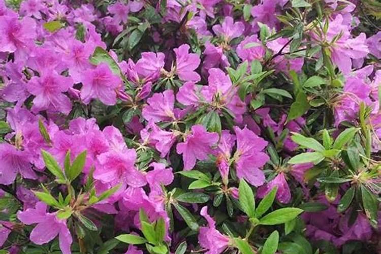 映山红肥料过多叶子发黄怎么办？