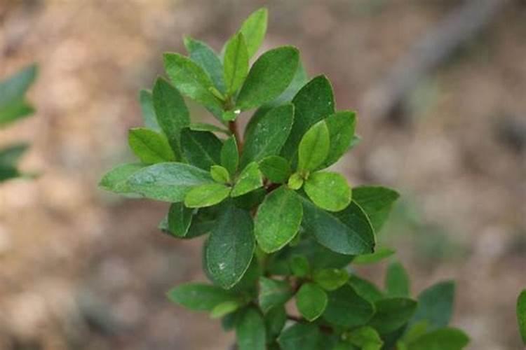 野生映山红叶子发黄怎么办？