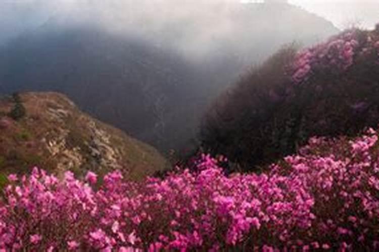 映山红叶子边缘干枯是什么原因？