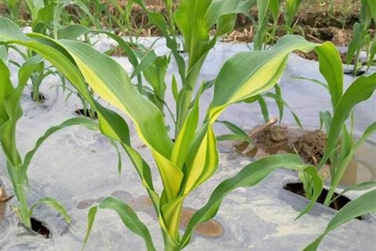 玉米补锌硼最佳时期