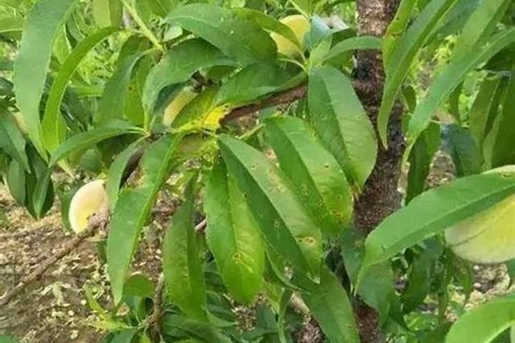 桃树可以喷芸台素吗？