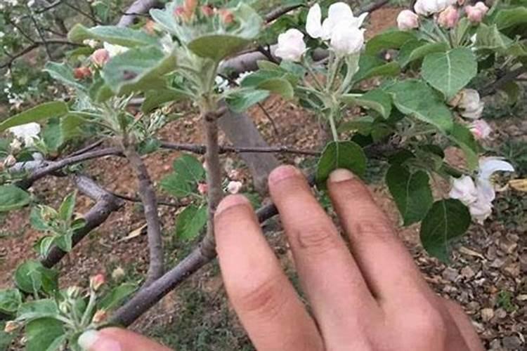 怎样促进桃树花芽形成？