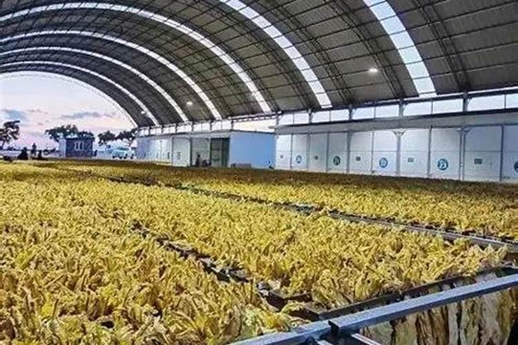 碳酸钾能否应用于烤烟种植