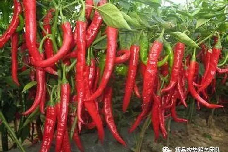 种辣子怎样施肥