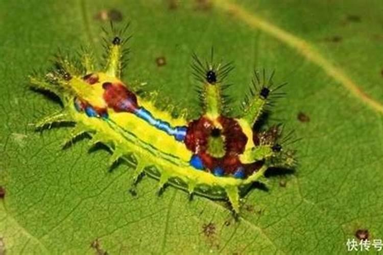 小苗辣子中间干了怎么办