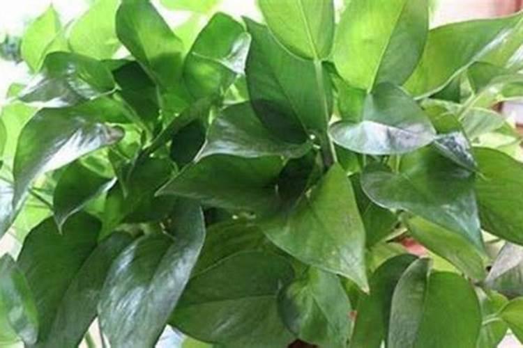 绿萝能不能用尿素施肥？