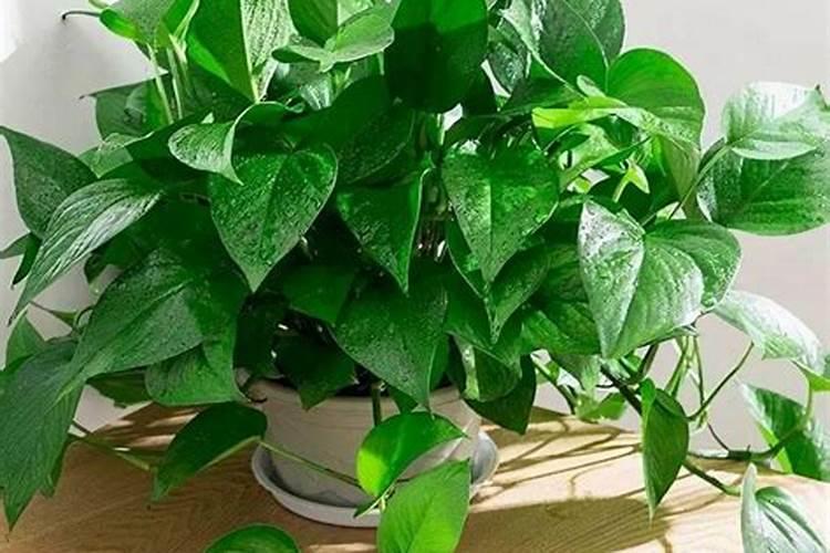 绿萝可以施尿素吗