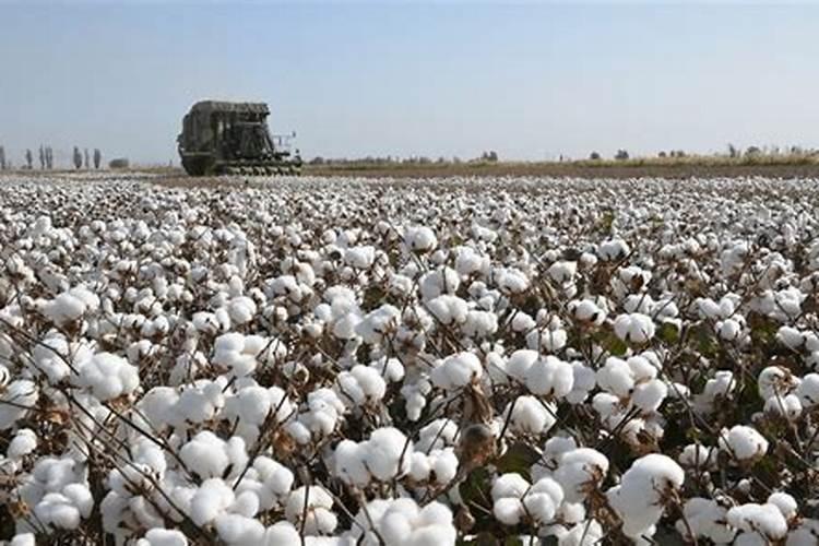 棉花每亩产多少斤