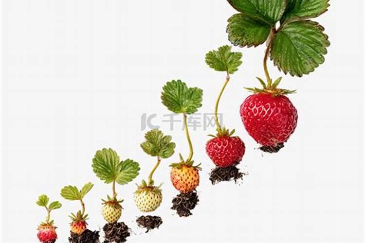 从发芽到采果抽子每个阶段昨施肥