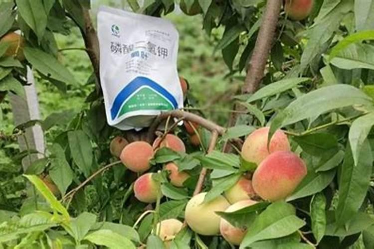 桃树什么时候用水溶肥最好