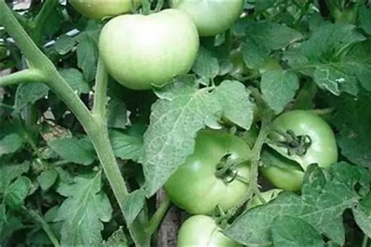 蔬菜氮素过剩会出现哪些症状？